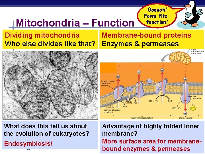 Mitochondria – Function Oooooh! Form fits function! Dividing mitochondria Membrane-bound proteins Who else divides