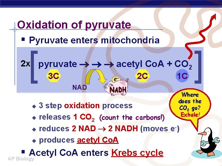 Oxidation of pyruvate § Pyruvate enters mitochondria [ 2 x pyruvate acetyl Co. A