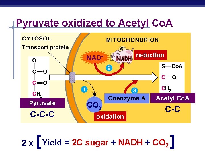 Pyruvate oxidized to Acetyl Co. A reduction NAD+ Pyruvate C-C-C [ CO 2 Coenzyme