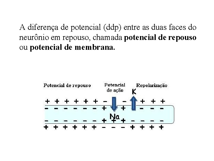 A diferença de potencial (ddp) entre as duas faces do neurônio em repouso, chamada