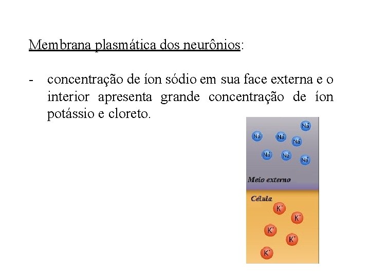 Membrana plasmática dos neurônios: - concentração de íon sódio em sua face externa e