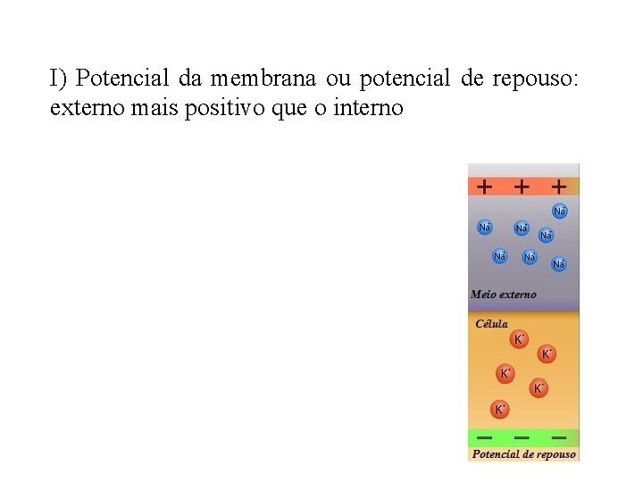I) Potencial da membrana ou potencial de repouso: externo mais positivo que o interno