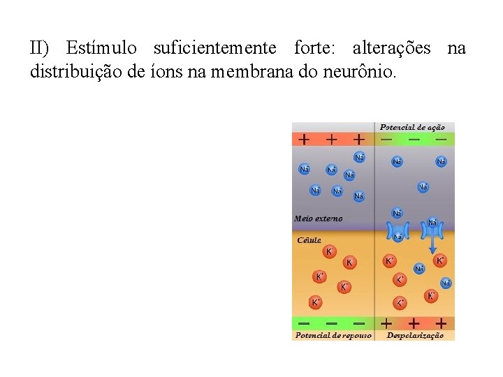 II) Estímulo suficientemente forte: alterações na distribuição de íons na membrana do neurônio. 