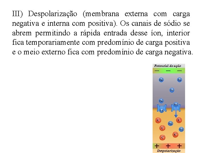 III) Despolarização (membrana externa com carga negativa e interna com positiva). Os canais de