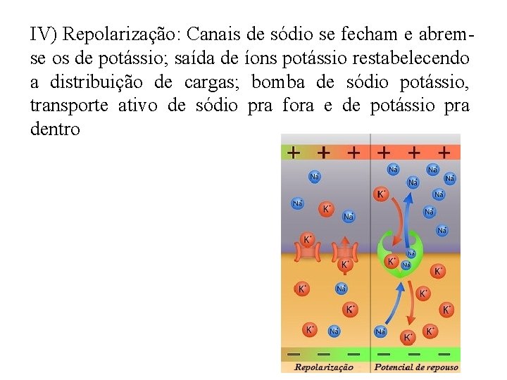 IV) Repolarização: Canais de sódio se fecham e abremse os de potássio; saída de