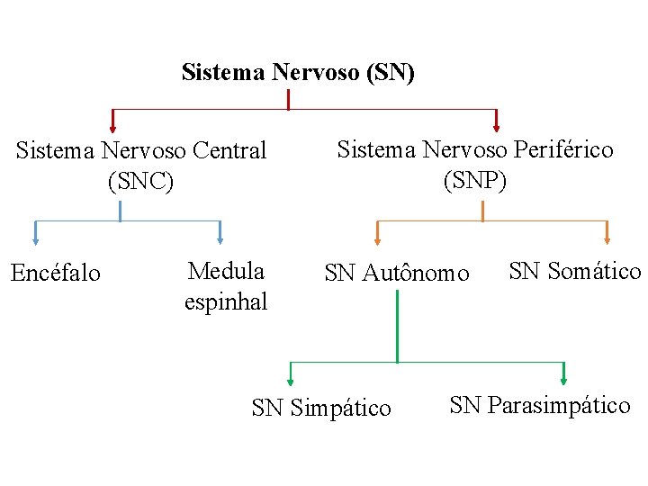 Sistema Nervoso (SN) Sistema Nervoso Central (SNC) Encéfalo Medula espinhal Sistema Nervoso Periférico (SNP)