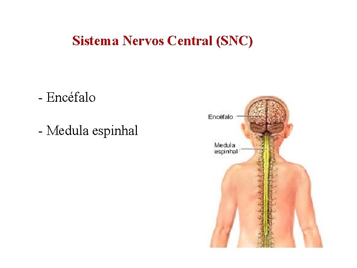 Sistema Nervos Central (SNC) - Encéfalo - Medula espinhal 