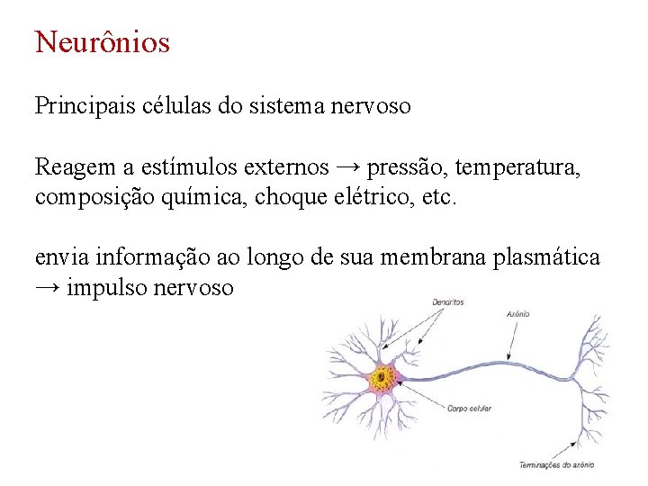 Neurônios Principais células do sistema nervoso Reagem a estímulos externos → pressão, temperatura, composição