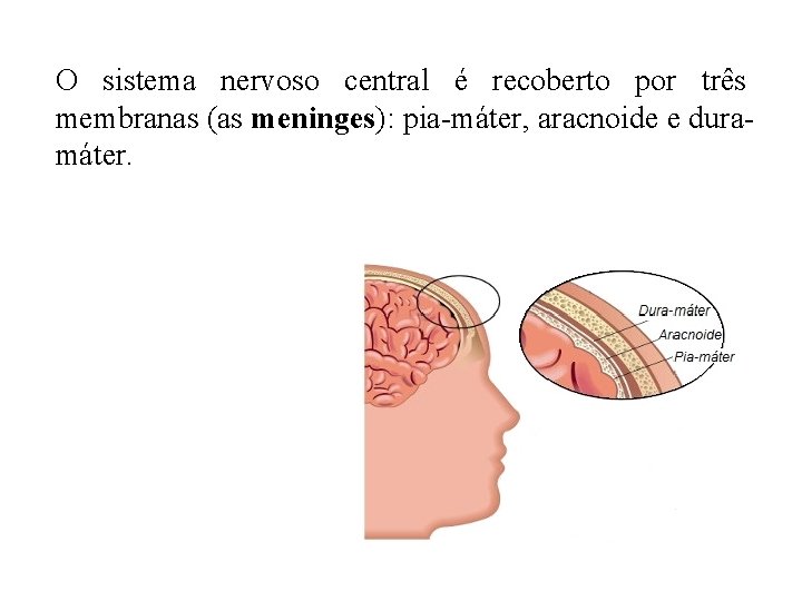 O sistema nervoso central é recoberto por três membranas (as meninges): pia-máter, aracnoide e