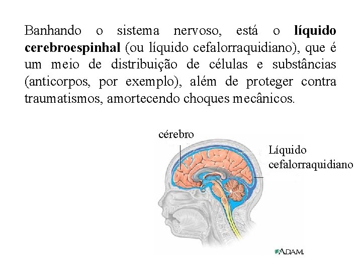 Banhando o sistema nervoso, está o líquido cerebroespinhal (ou líquido cefalorraquidiano), que é um