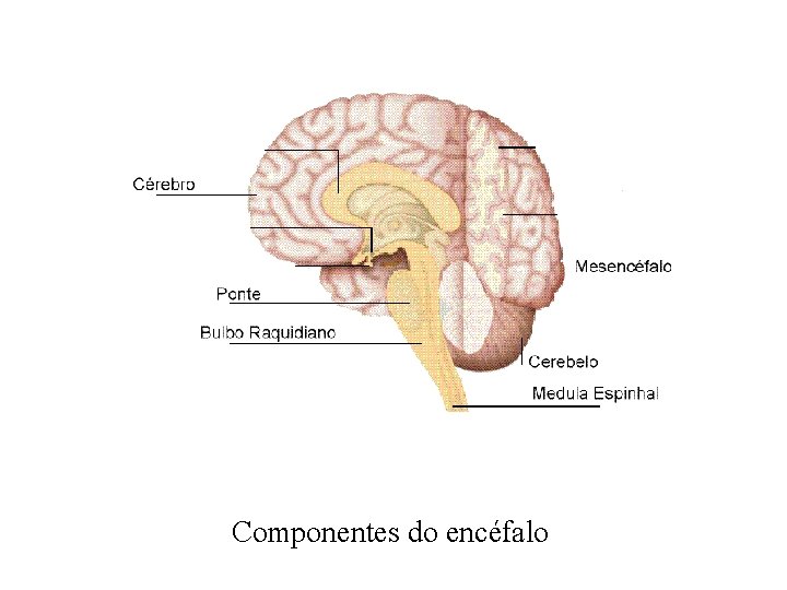 Componentes do encéfalo 