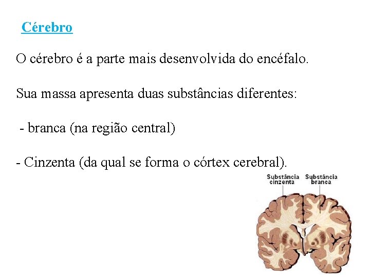 Cérebro O cérebro é a parte mais desenvolvida do encéfalo. Sua massa apresenta duas