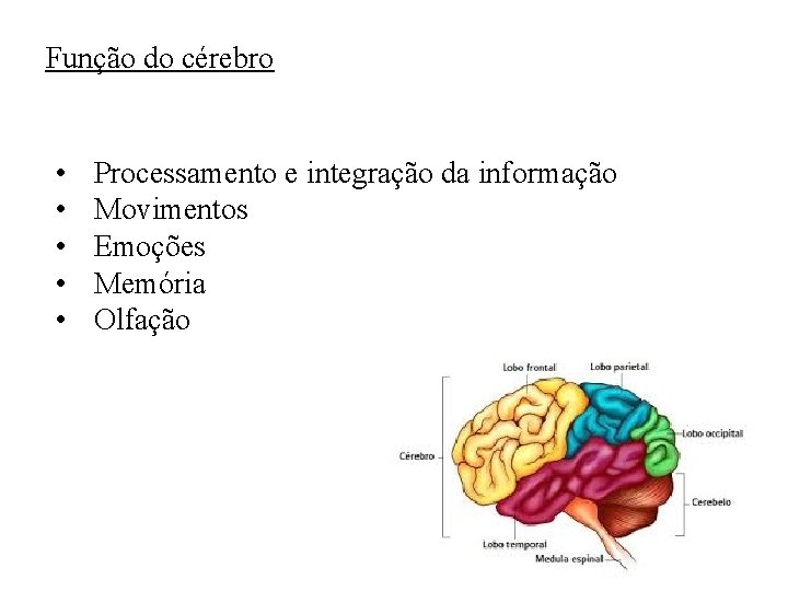Função do cérebro • • • Processamento e integração da informação Movimentos Emoções Memória