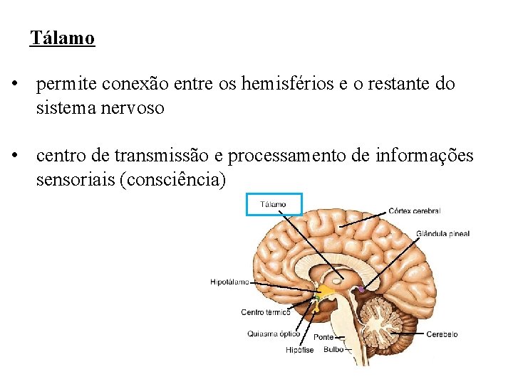 Tálamo • permite conexão entre os hemisférios e o restante do sistema nervoso •