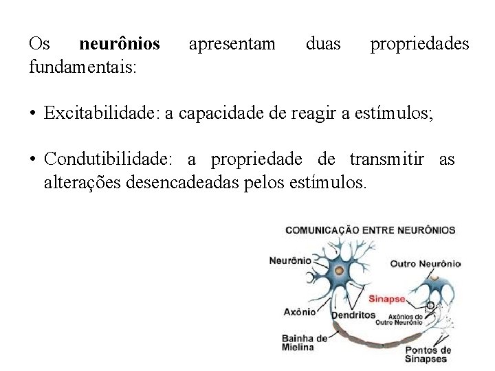 Os neurônios fundamentais: apresentam duas propriedades • Excitabilidade: a capacidade de reagir a estímulos;