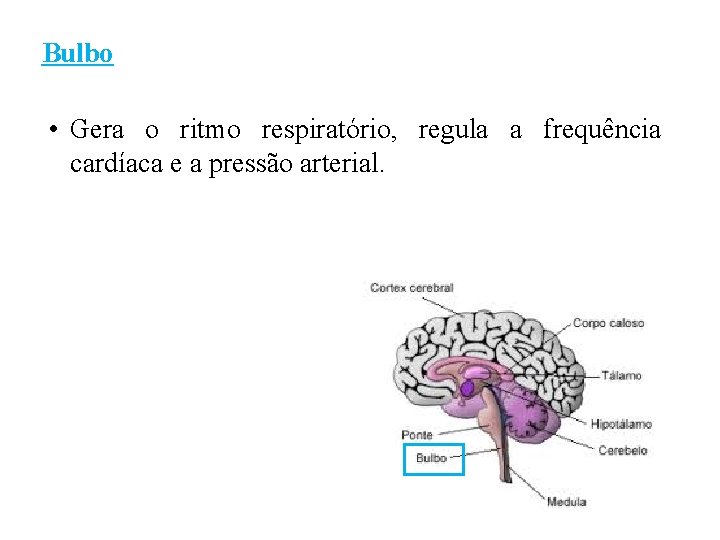 Bulbo • Gera o ritmo respiratório, regula a frequência cardíaca e a pressão arterial.