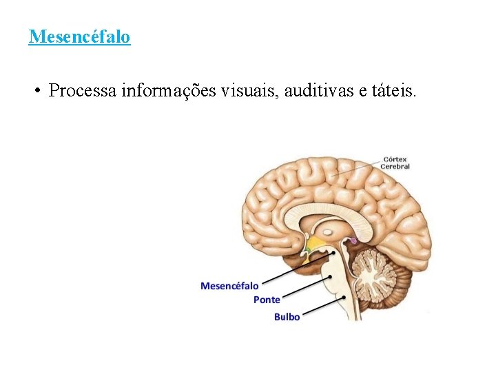 Mesencéfalo • Processa informações visuais, auditivas e táteis. 