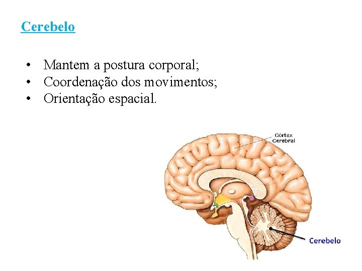 Cerebelo • Mantem a postura corporal; • Coordenação dos movimentos; • Orientação espacial. 