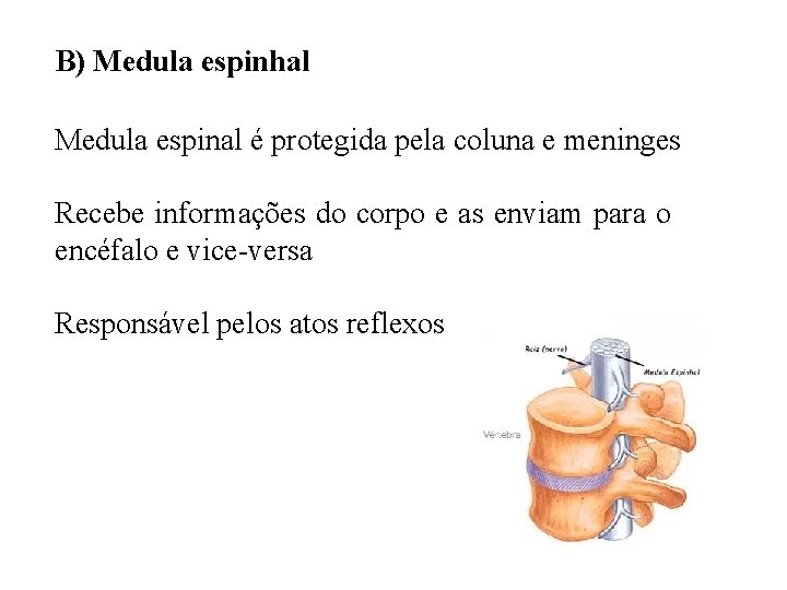 B) Medula espinhal Medula espinal é protegida pela coluna e meninges Recebe informações do
