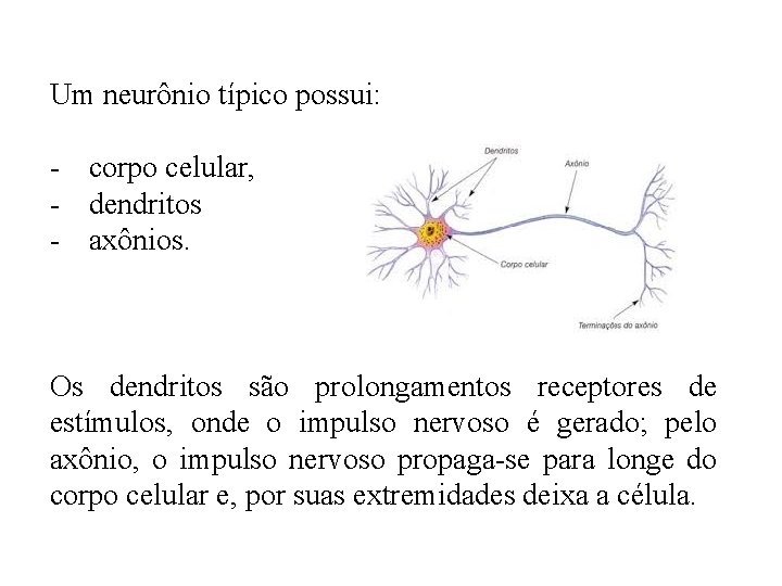 Um neurônio típico possui: - corpo celular, - dendritos - axônios. Os dendritos são