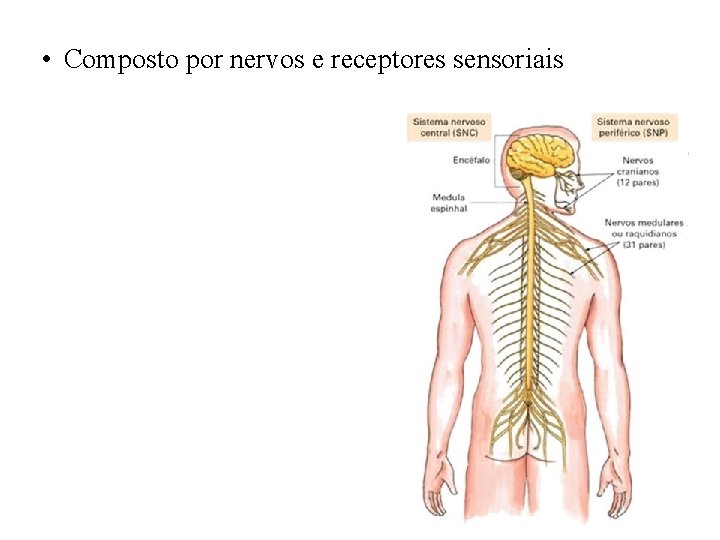  • Composto por nervos e receptores sensoriais 