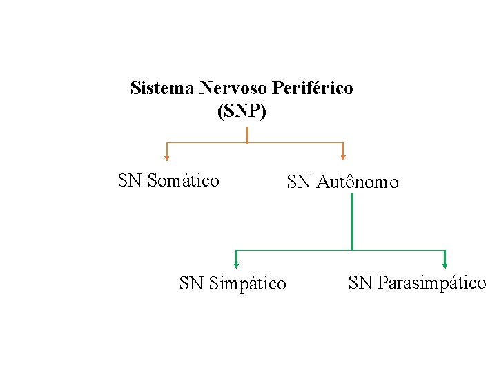 Sistema Nervoso Periférico (SNP) SN Somático SN Autônomo SN Simpático SN Parasimpático 