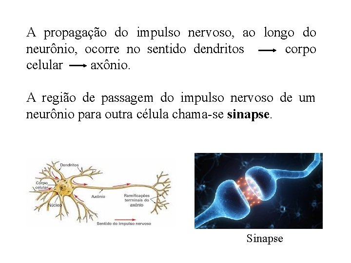 A propagação do impulso nervoso, ao longo do neurônio, ocorre no sentido dendritos corpo