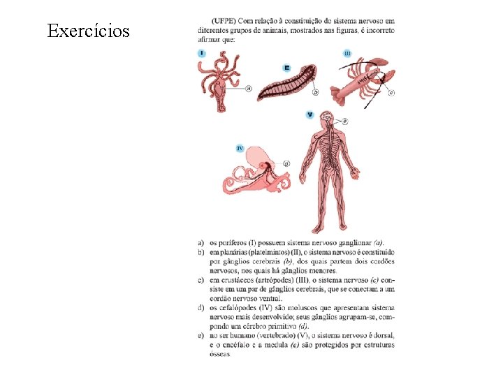 Exercícios 