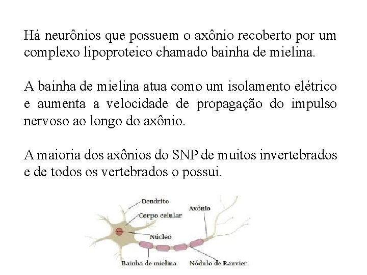 Há neurônios que possuem o axônio recoberto por um complexo lipoproteico chamado bainha de