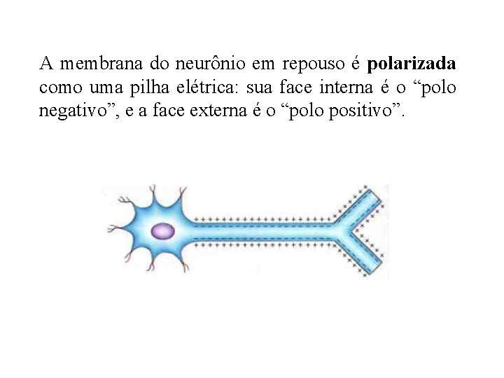 A membrana do neurônio em repouso é polarizada como uma pilha elétrica: sua face