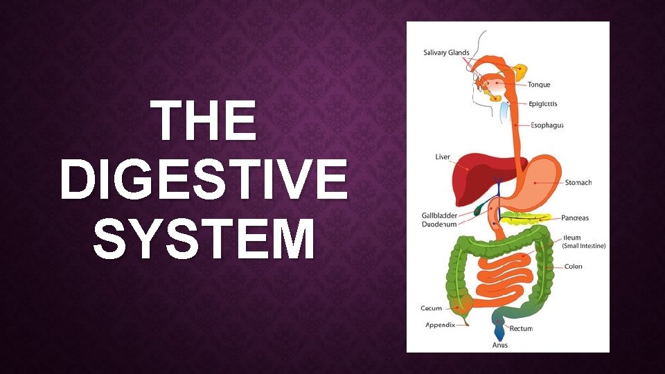 THE DIGESTIVE SYSTEM 