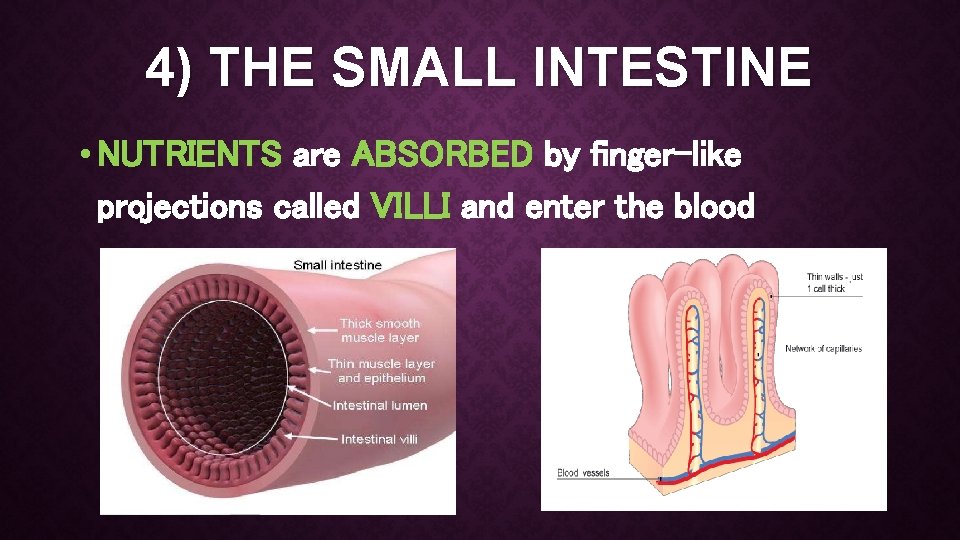 4) THE SMALL INTESTINE • NUTRIENTS are ABSORBED by finger-like projections called VILLI and