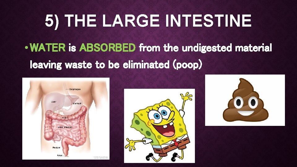 5) THE LARGE INTESTINE • WATER is ABSORBED from the undigested material leaving waste
