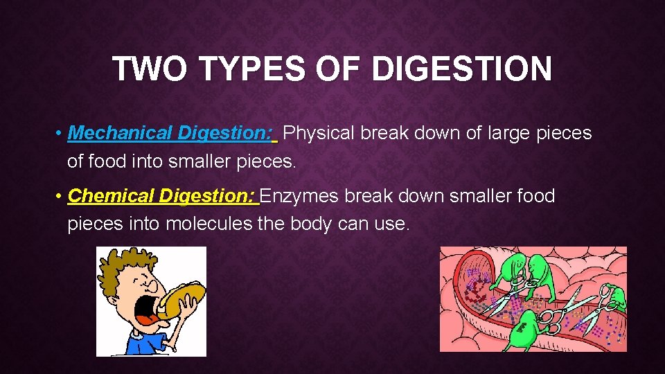 TWO TYPES OF DIGESTION • Mechanical Digestion: Physical break down of large pieces of