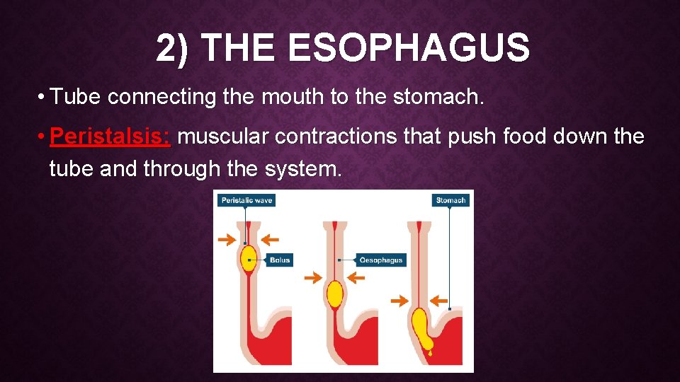 2) THE ESOPHAGUS • Tube connecting the mouth to the stomach. • Peristalsis: muscular