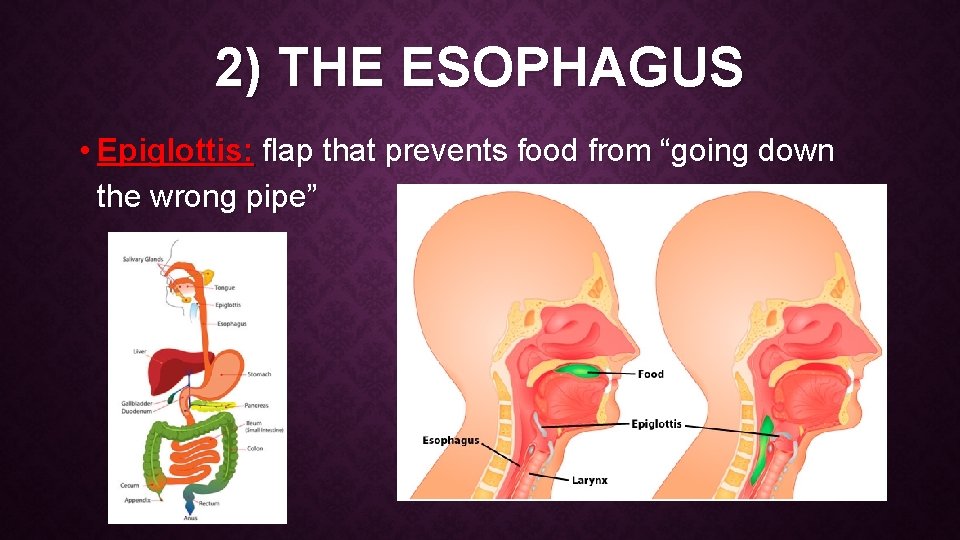 2) THE ESOPHAGUS • Epiglottis: flap that prevents food from “going down the wrong