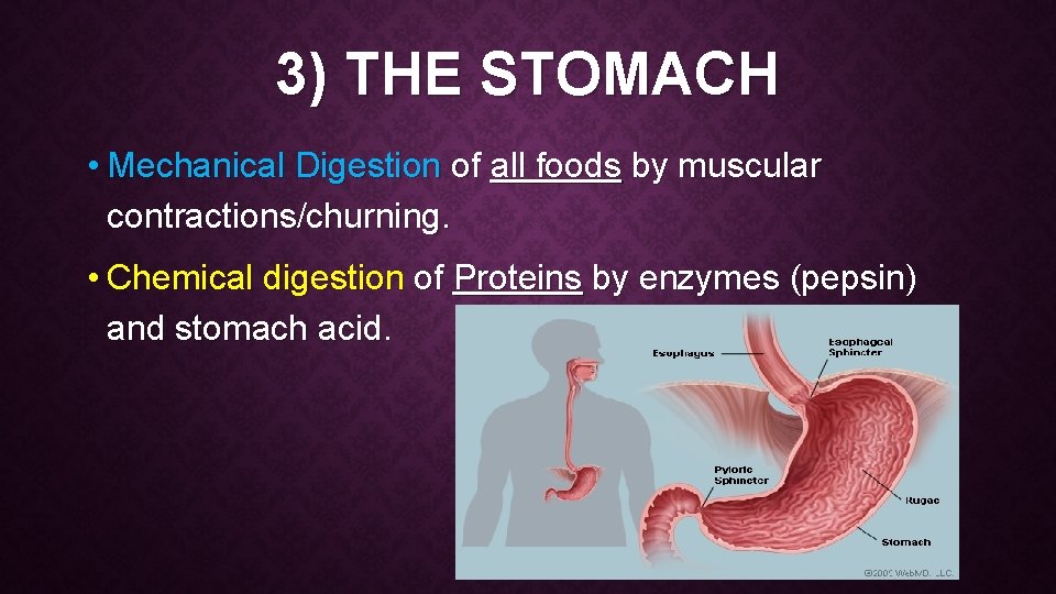 3) THE STOMACH • Mechanical Digestion of all foods by muscular contractions/churning. • Chemical