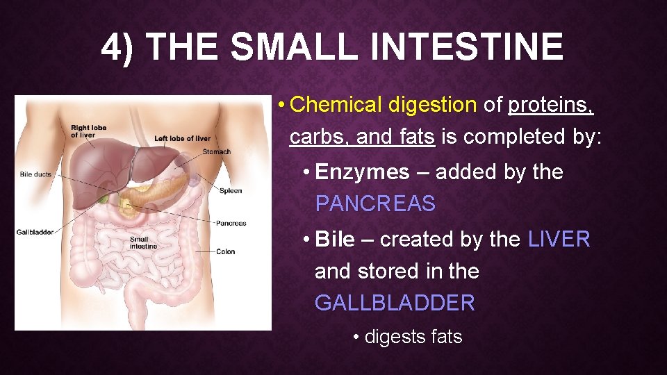 4) THE SMALL INTESTINE • Chemical digestion of proteins, carbs, and fats is completed