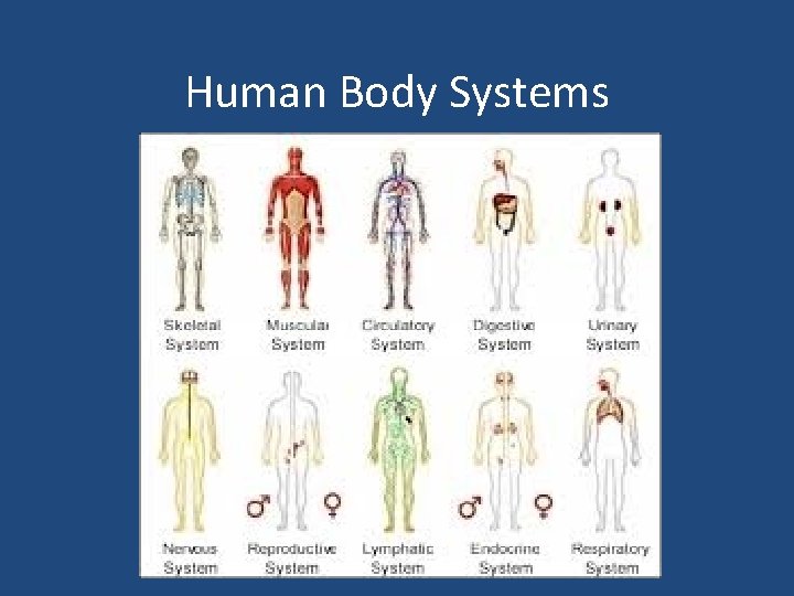 Human Body Systems 