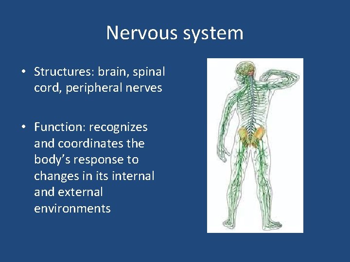 Nervous system • Structures: brain, spinal cord, peripheral nerves • Function: recognizes and coordinates