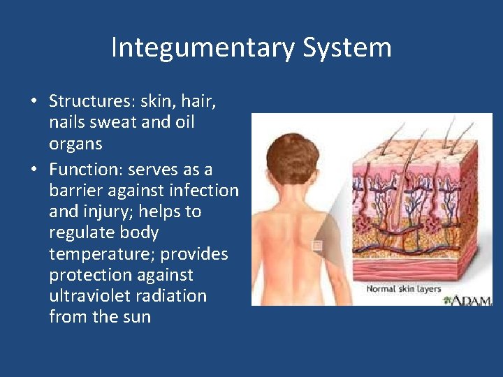 Integumentary System • Structures: skin, hair, nails sweat and oil organs • Function: serves