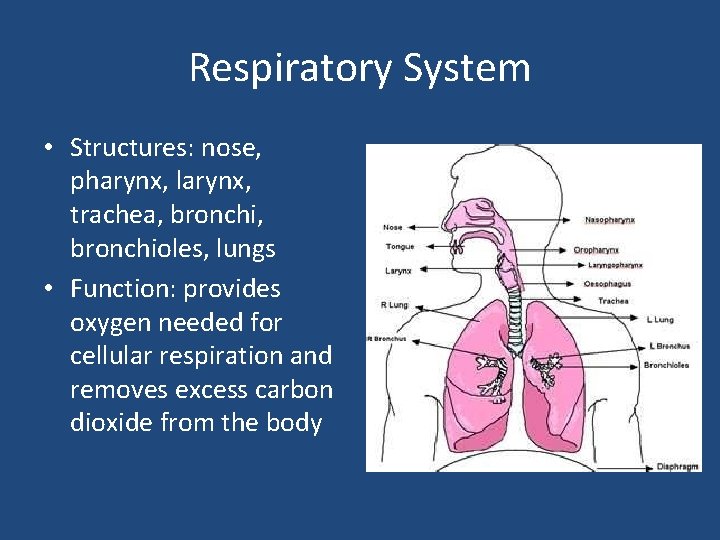 Respiratory System • Structures: nose, pharynx, larynx, trachea, bronchioles, lungs • Function: provides oxygen