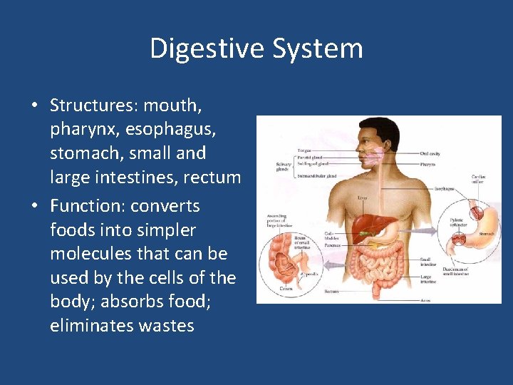 Digestive System • Structures: mouth, pharynx, esophagus, stomach, small and large intestines, rectum •