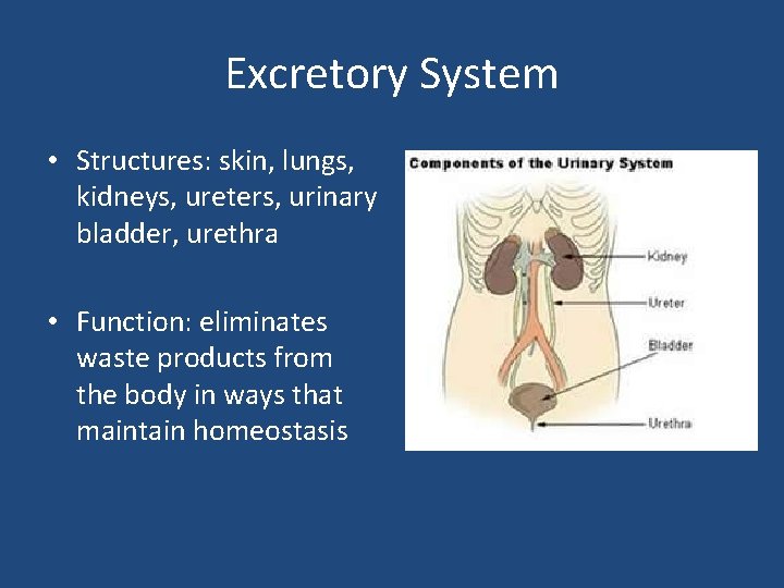Excretory System • Structures: skin, lungs, kidneys, ureters, urinary bladder, urethra • Function: eliminates