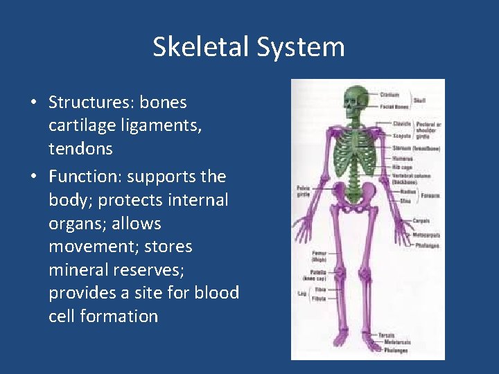 Skeletal System • Structures: bones cartilage ligaments, tendons • Function: supports the body; protects