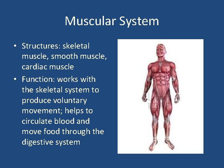 Muscular System • Structures: skeletal muscle, smooth muscle, cardiac muscle • Function: works with