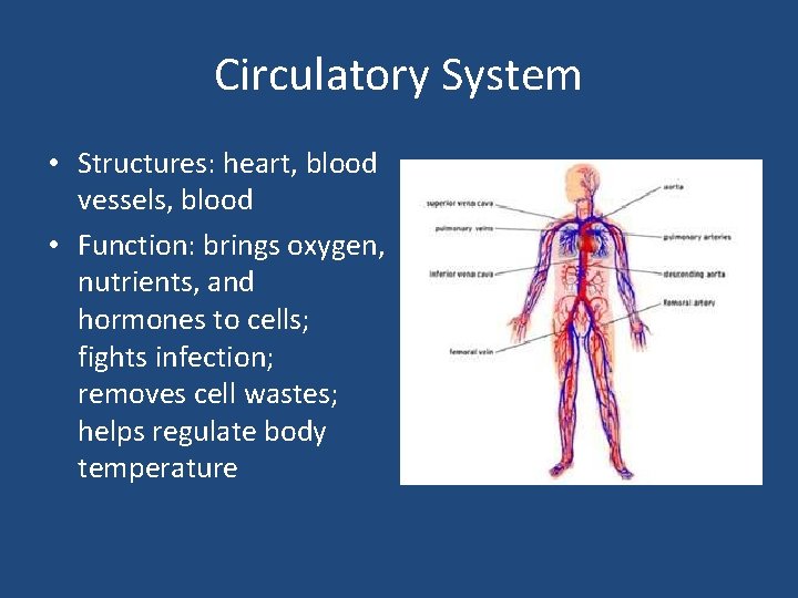 Circulatory System • Structures: heart, blood vessels, blood • Function: brings oxygen, nutrients, and
