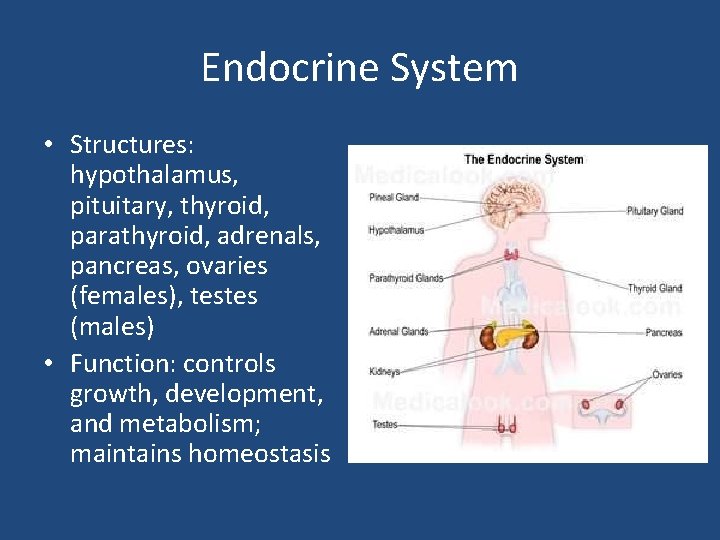 Endocrine System • Structures: hypothalamus, pituitary, thyroid, parathyroid, adrenals, pancreas, ovaries (females), testes (males)
