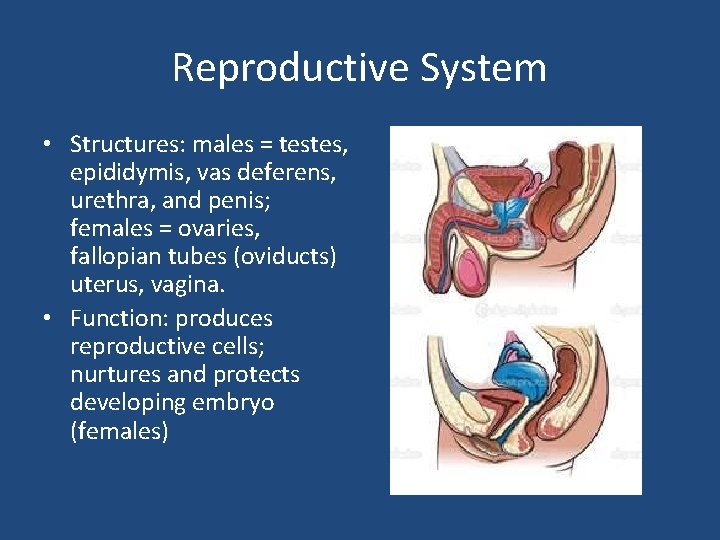 Reproductive System • Structures: males = testes, epididymis, vas deferens, urethra, and penis; females
