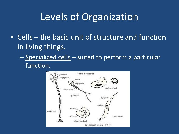 Levels of Organization • Cells – the basic unit of structure and function in